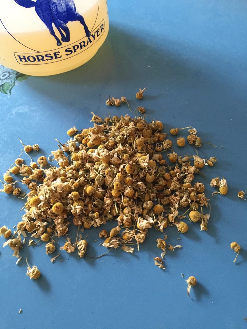 A pile of dried chamomile flowers on a blue surface.