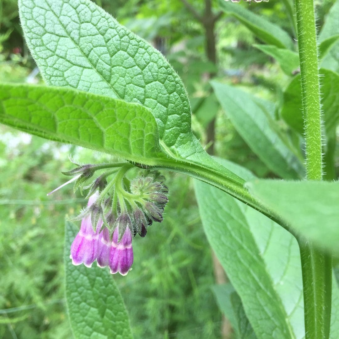 Hanging purple wildflower beneath veined green leaf