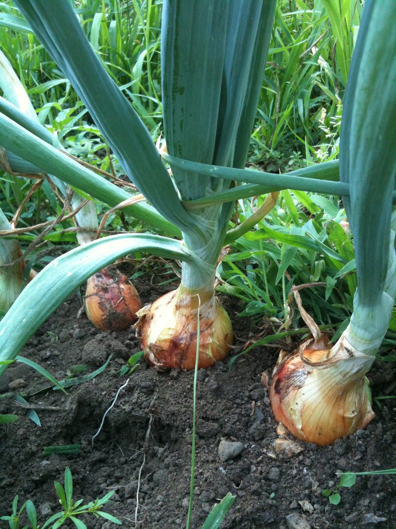 close view of Green onions in a farm