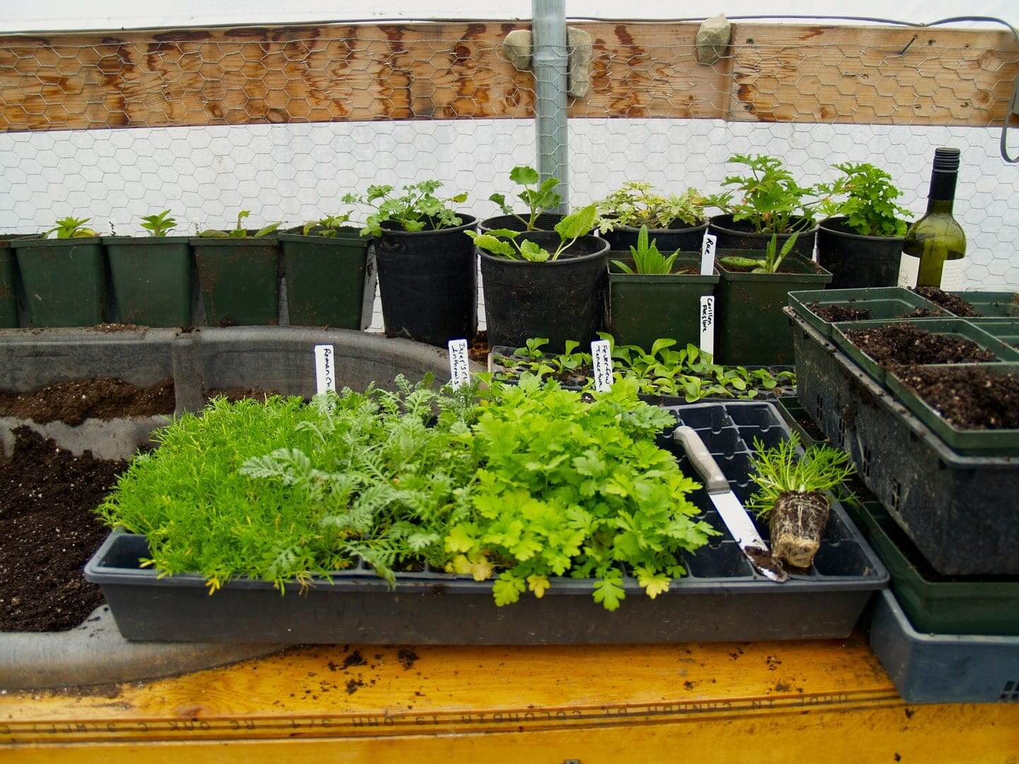 Seedlings growing in trays inside a greenhouse with irrigation system.