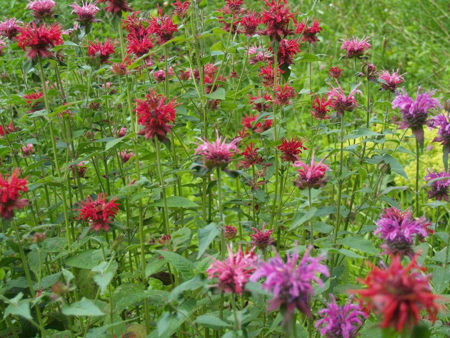 A vibrant field of red and purple wildflowers in bloom.