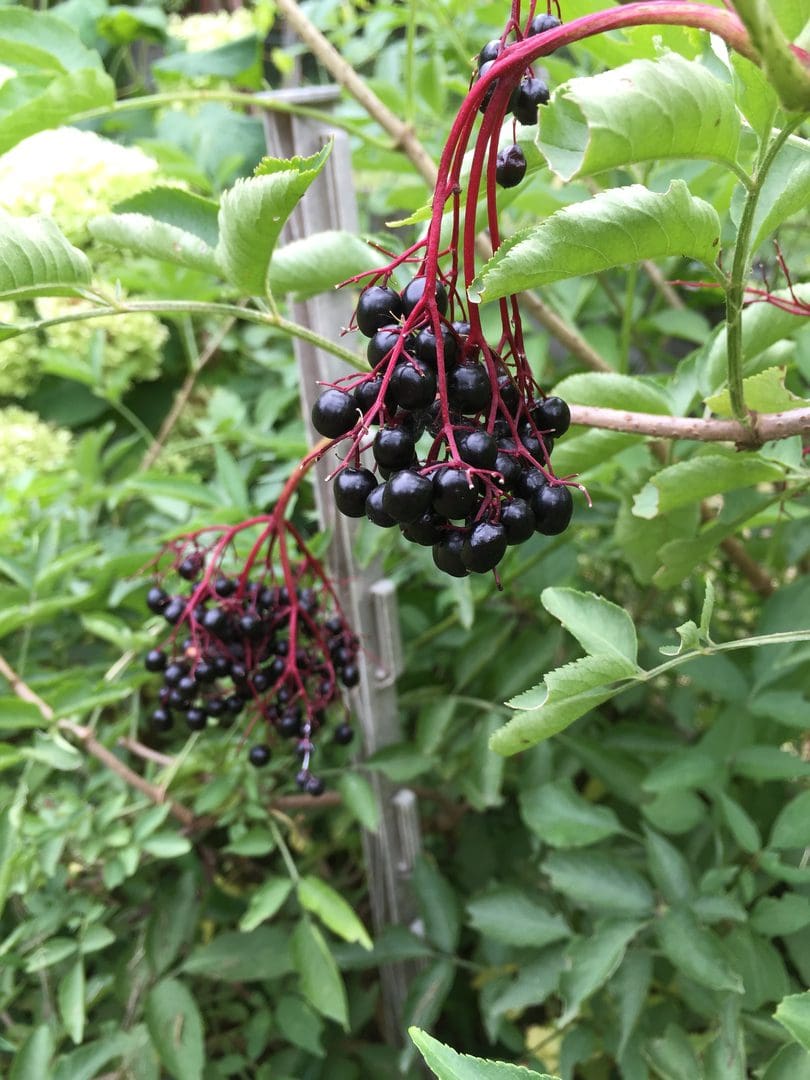 Clusters of ripe elderberries hanging from green leafy branches.