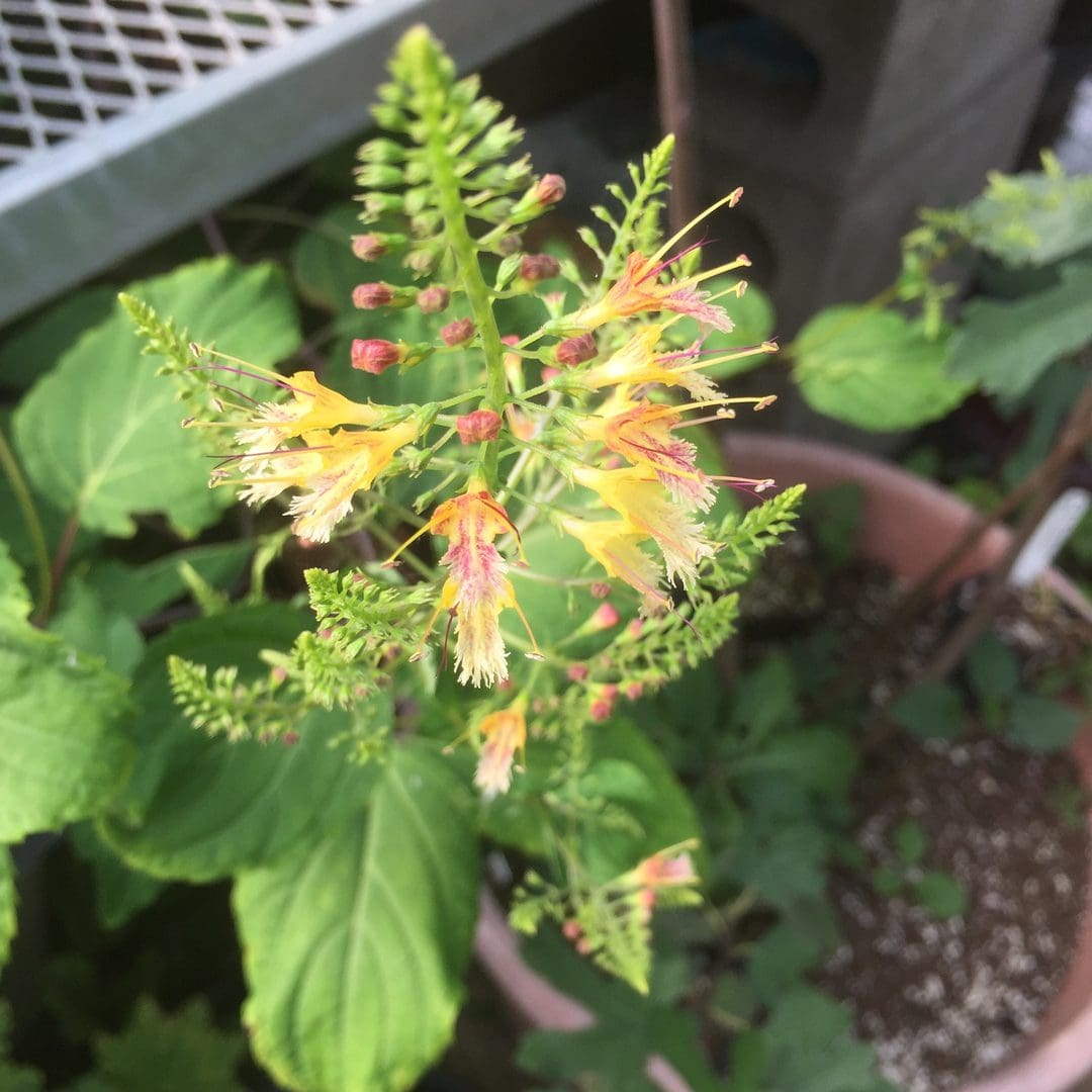A close-up of a yellow-orange flowering plant with green leaves in pots.