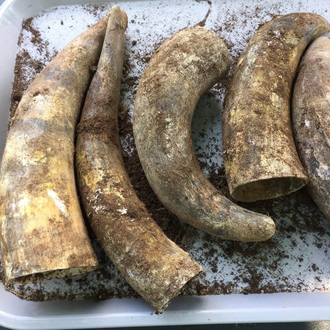 Several dirty animal horns placed in a plastic container.