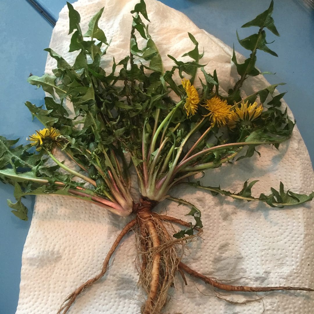 A bundle of freshly picked dandelion plants with roots intact.