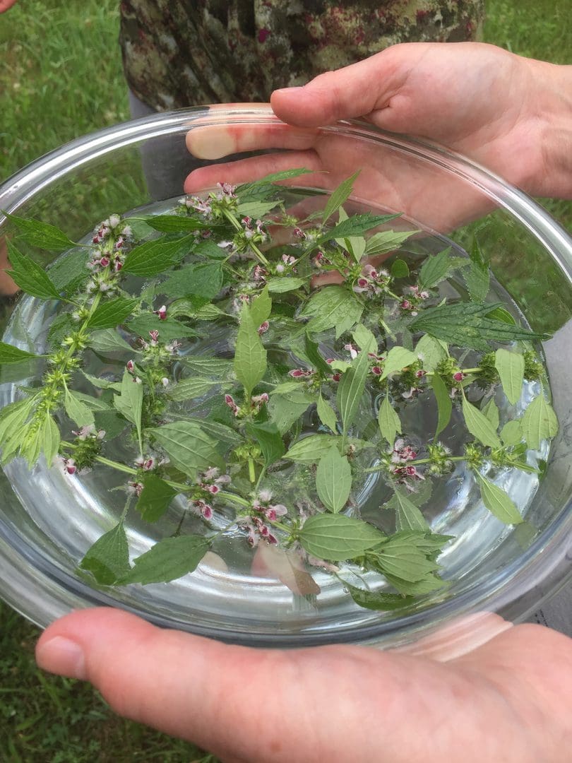 Hands holding a bowl with fresh green herbs soaking in water.