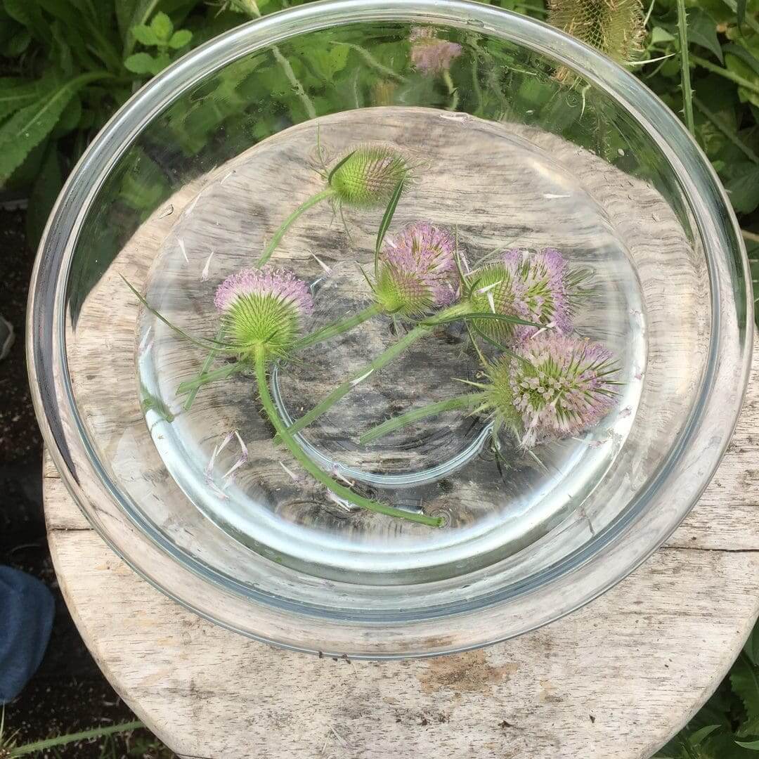 Glass bowl with water and small floating plants on a wooden surface outdoors.