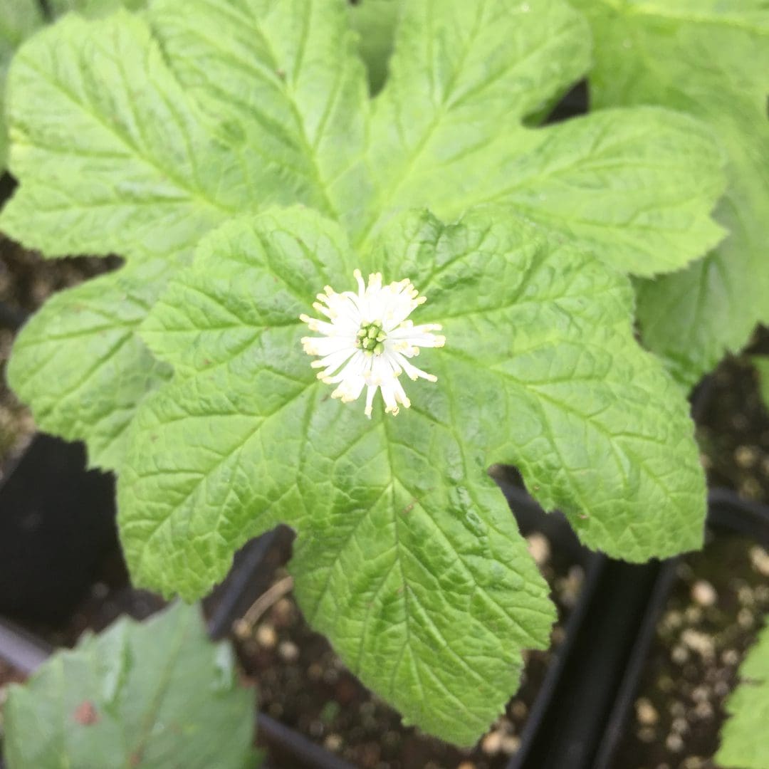 Green plant with a single small white flower in the center.