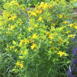 Closeup of a plant with yellow flowers