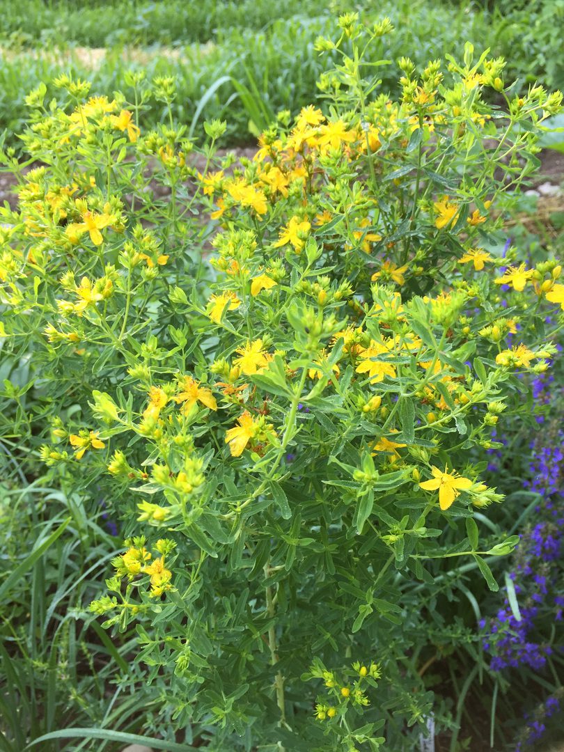 Closeup of a plant with yellow flowers
