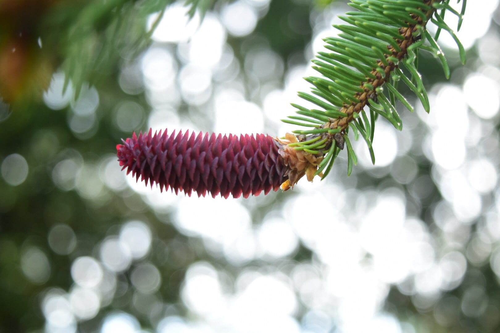 Close-up of a young purple pine cone on a branch.