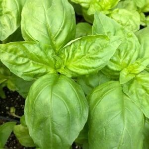 Close-up of fresh green basil leaves