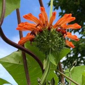 Close-up of vibrant orange trumpet-shaped flowers against green leaves and blue sky.