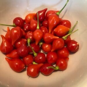 A bowl filled with bright red cherry peppers with green stems.