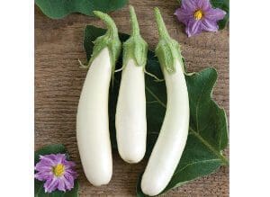 Three white eggplants placed on a leaf with purple flowers.