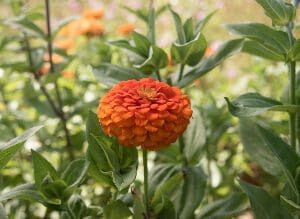 A vibrant orange flower blooming with green leaves in the background.