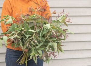 Person holding a large bouquet of green and purple leafy plants.