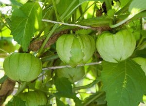 Green tomatillos hanging from a plant.