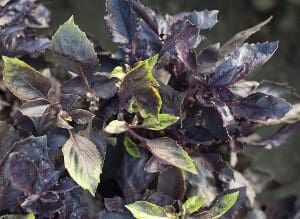 Close-up of purple basil leaves with green edges in natural light.