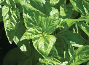 Close-up of fresh green basil leaves in sunlight.