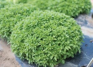A dense, lush green plant growing in a garden bed.