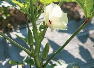 Close-up of a pale yellow okra flower with green pods on the plant.