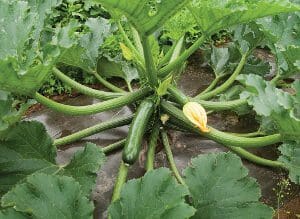 Green zucchini plants growing with yellow flowers in a garden.