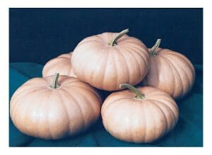 A group of pale pink pumpkins arranged on a dark surface.
