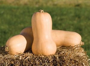 Three butternut squashes resting on hay outdoors.