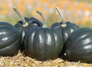 Dark green acorn squash arranged on straw bedding outdoors.