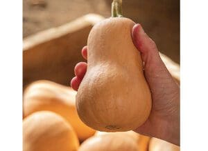 Hand holding a ripe butternut squash with more in the background.