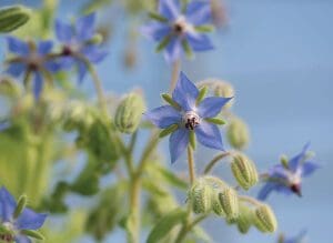 Close-up of blue star-shaped flowers with green buds against a soft blue sky.