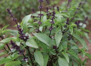 A close-up of green basil plants with purple stems and flowers.
