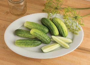 Fresh cucumbers on a white plate with dill garnish.