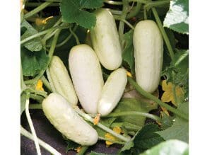 Cluster of white cucumbers growing on the vine with green leaves.
