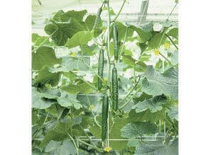 Cluster of long green cucumbers growing on vines in a greenhouse.