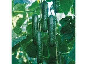 Fresh cucumbers growing on the vine in a garden.