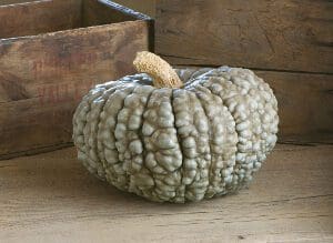A uniquely textured, greenish-gray pumpkin sits on a wooden surface.