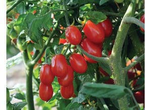 Bright red ripe tomatoes growing on a green vine.