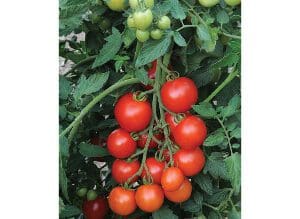 Cluster of ripe red tomatoes hanging on the vine.
