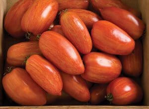 Fresh red Roma tomatoes piled together.