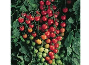 Clusters of ripe and unripe cherry tomatoes hanging on the vine.