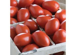 A crate filled with fresh, red grape tomatoes.