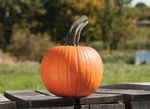 A bright orange pumpkin sitting on a wooden surface outdoors.