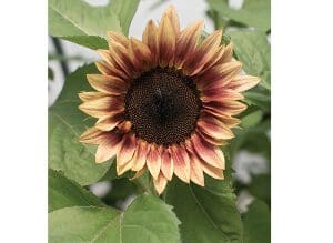 A vibrant sunflower with reddish-yellow petals and a dark center.