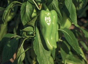 Green pepper hanging from a plant with lush leaves.