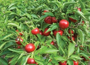 Bright red chili peppers growing on green plants outdoors.