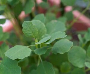 Close-up of fresh green leaves on a plant.