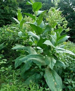 A green leafy plant growing outdoors in a lush garden.
