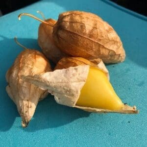 Yellow fruit partially covered by a dry, papery husk on a blue surface.
